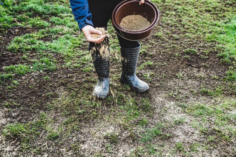 Bermuda Grass Seeding in Honolulu, HI