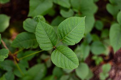 Poison Ivy Removal in Doylestown, PA