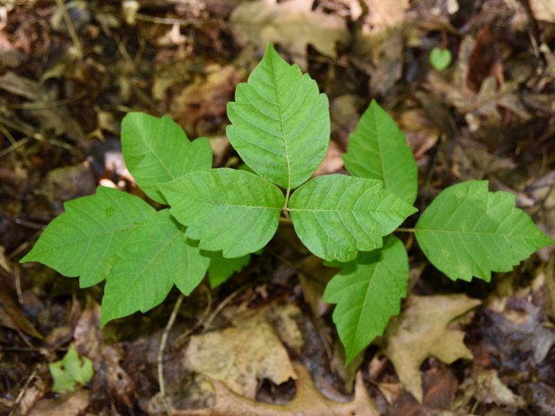 Poison Ivy Removal in Wilmington, DE