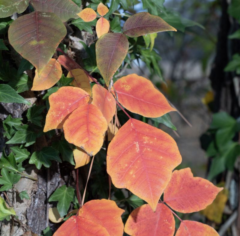 Poison Oak Removal in Delaware County, PA