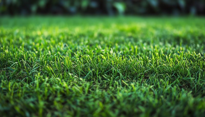 Bentgrass Sod Installation in Honolulu, HI