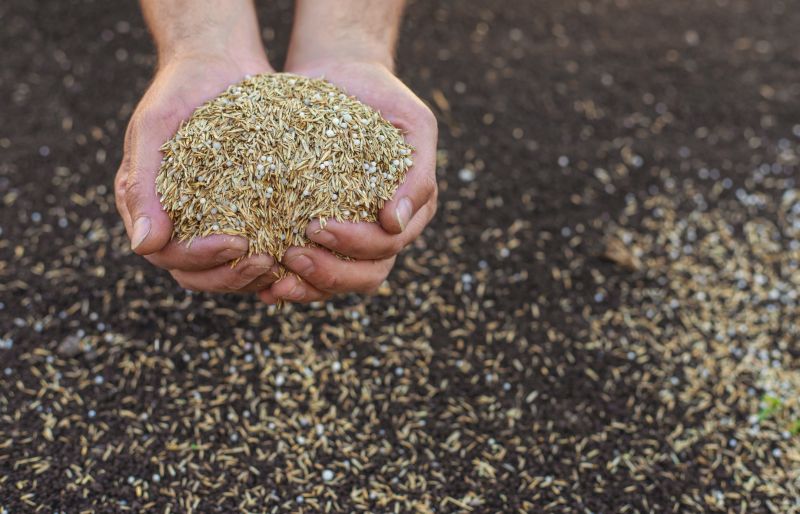 Commercial Lawn Seeding in Honolulu, HI