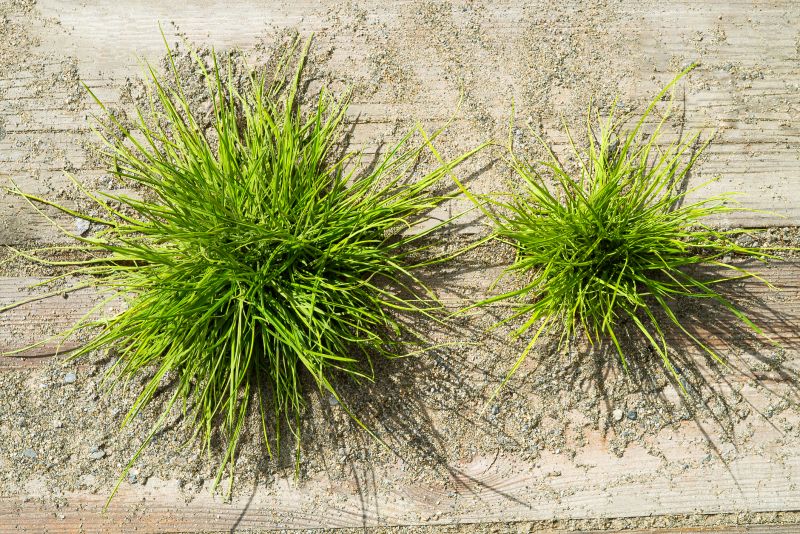 Crabgrass Prevention in Ventura County, CA
