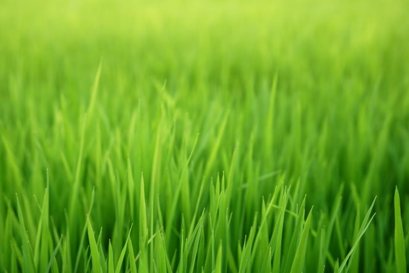 Fall Lawn Seeding in Honolulu, HI