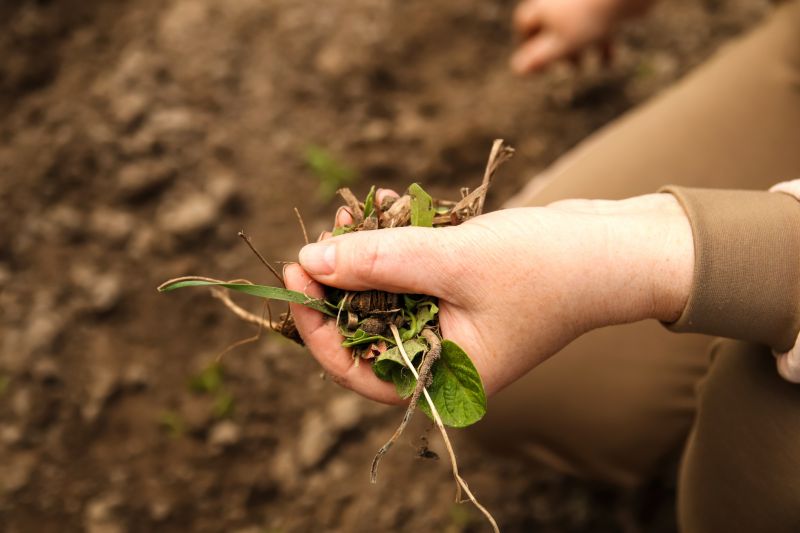 Flower Bed Weeding Service in Rockwall, TX