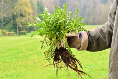 Garden Deweeding in Aiken, SC