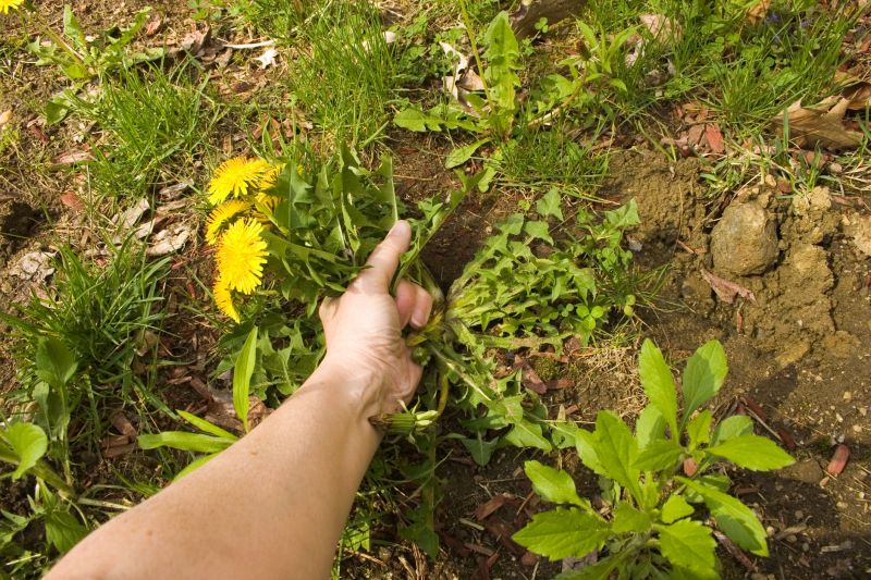 Garden Deweeding in Rockwall, TX