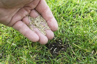 Grass Seeding Service in Honolulu, HI