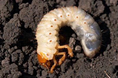 Grub Control in Honolulu, HI