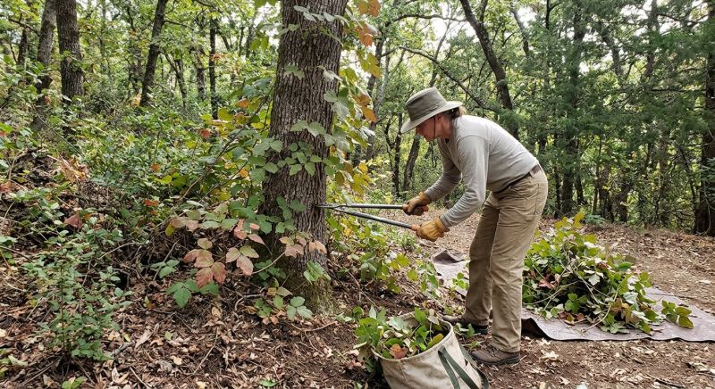 Hemlock Removal in Newark, DE