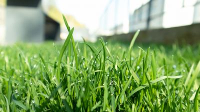 Lawn Enrichment in Honolulu, HI