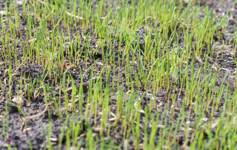 Lawn Reseeding Service in Honolulu, HI