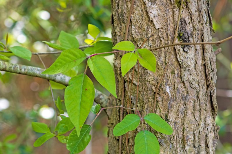 Poison Ivy Removal in Wilmington, DE