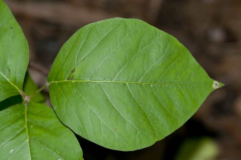 Poison Ivy Removal in Burlington County, NJ