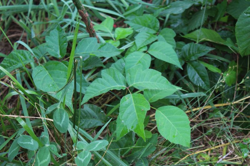 Poison Oak Removal in Lancaster County, PA