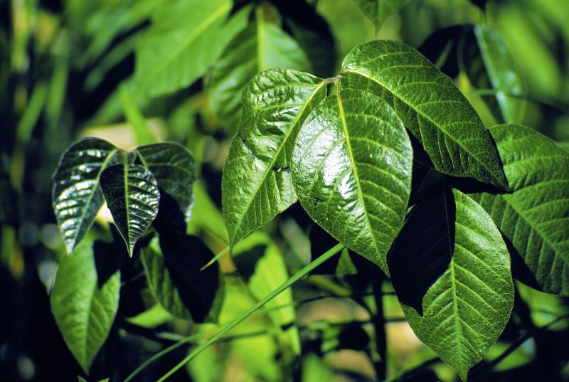 Poison Oak Removal in Lancaster, PA