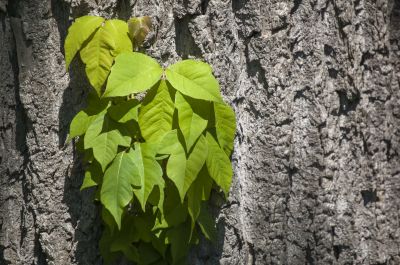 Poison Oak Removal in Allentown, PA