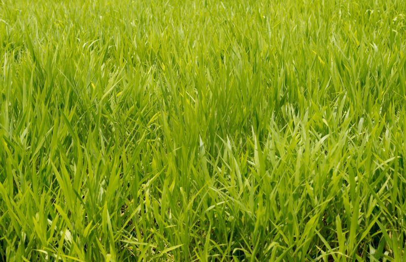Ryegrass Sod Installation in Ventura County, CA