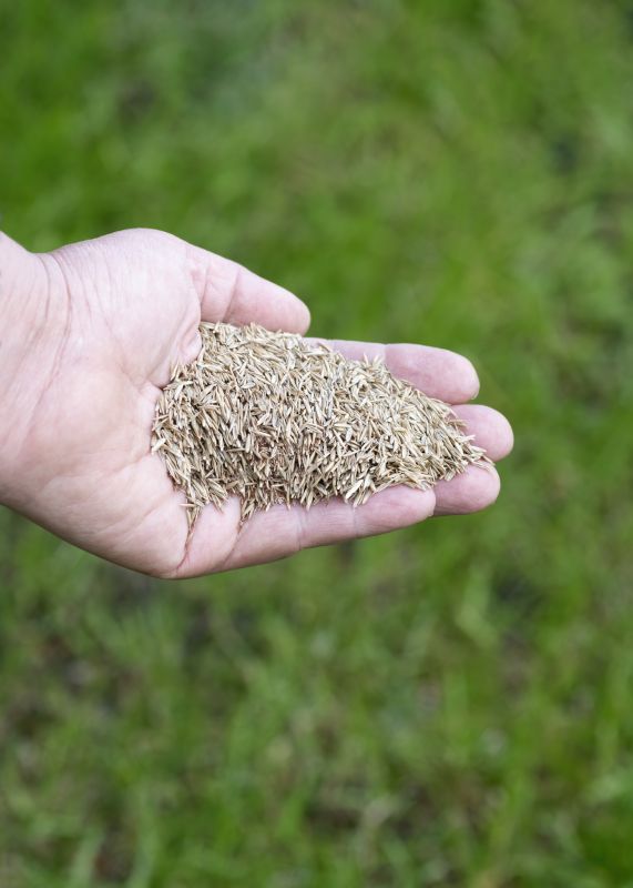 Spring Lawn Overseeding in Honolulu, HI