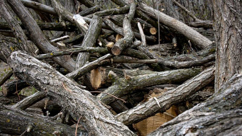Tree Limb Cleanup in Honolulu, HI