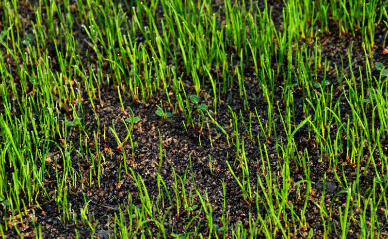 Turf Seeding in Honolulu, HI