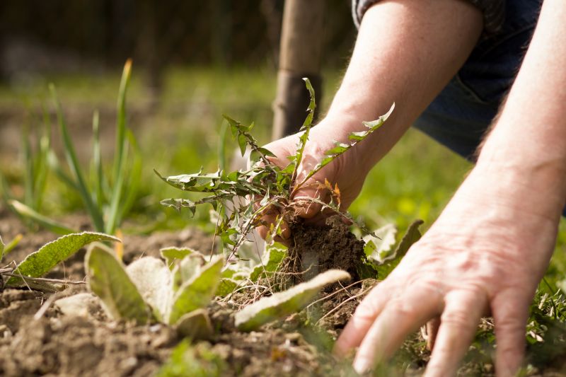 Weeding Service in Aiken, SC